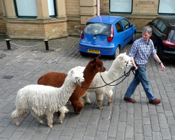 Alapacas at Saltaire