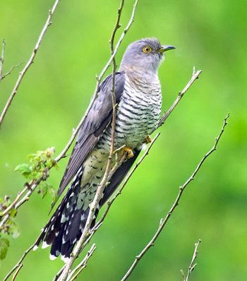 Cuckoo