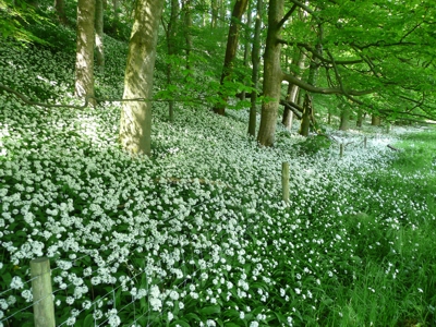 Wild garlic by the River Ribble