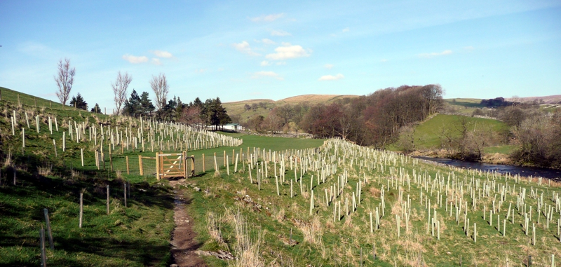 New trees planted alongside the River Ribble near Stainforth Force.